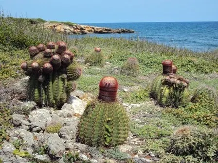 Bosque Seco Guánica