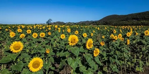 Finca El Girasol