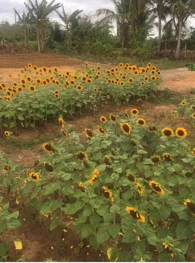 Finca Girasoles Carolina