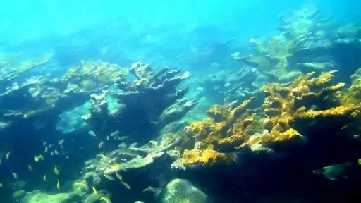 Snorkeling - Loiza