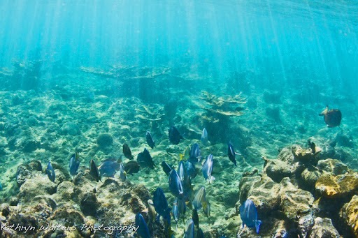 Snorkeling - Playa Tamarindo